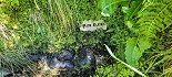 Plants: image 8 Of 208 Thumb